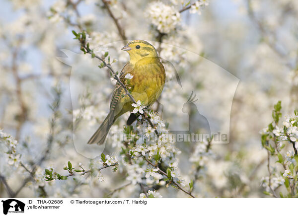 yellowhammer / THA-02686