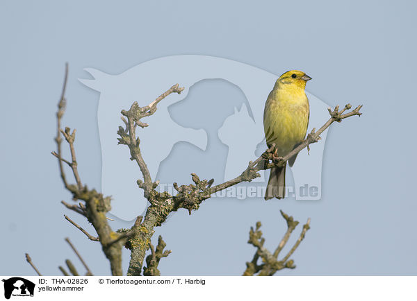 yellowhammer / THA-02826