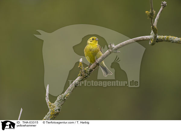 yellowhammer / THA-03315