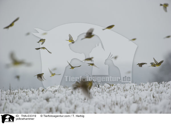 yellowhammer / THA-03319