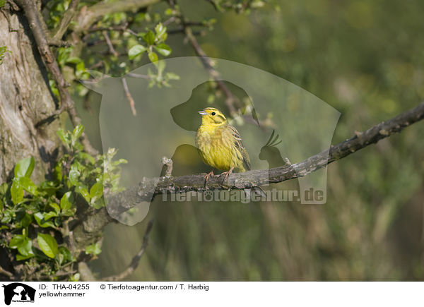 yellowhammer / THA-04255