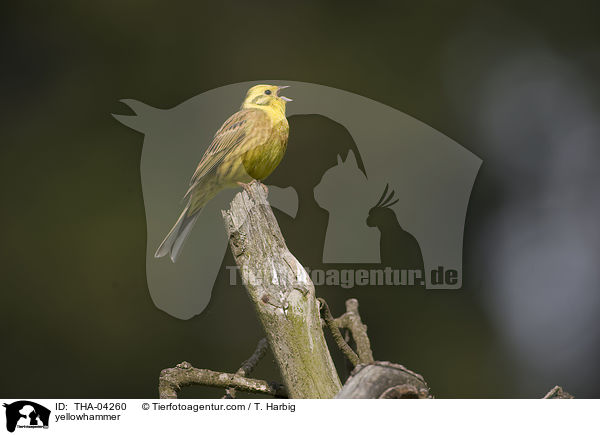Goldammer / yellowhammer / THA-04260
