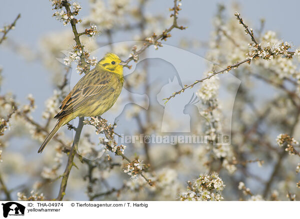 Goldammer / yellowhammer / THA-04974