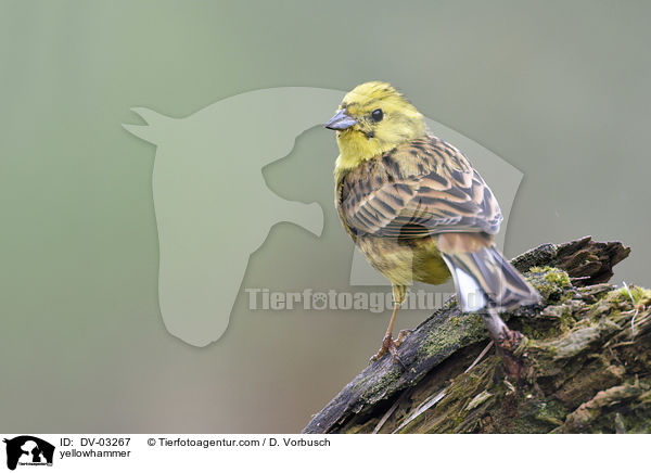 yellowhammer / DV-03267