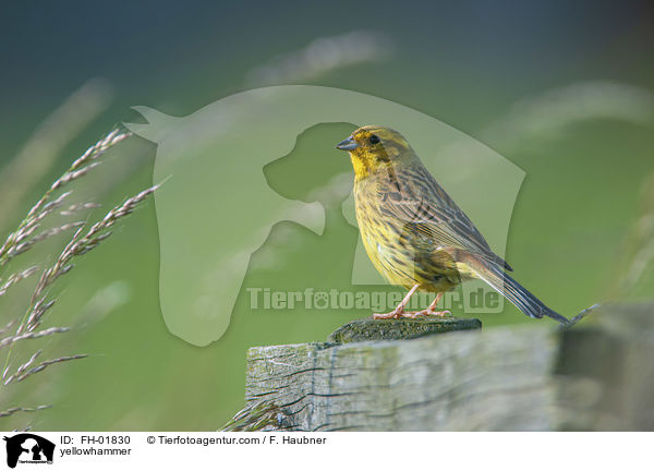 yellowhammer / FH-01830