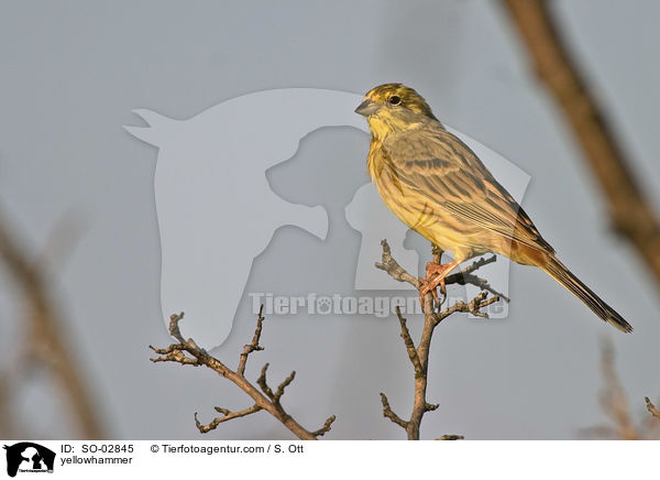 yellowhammer / SO-02845