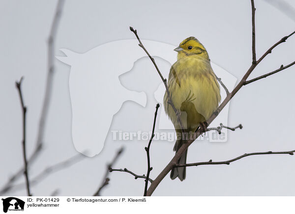 Goldammer / yellowhammer / PK-01429