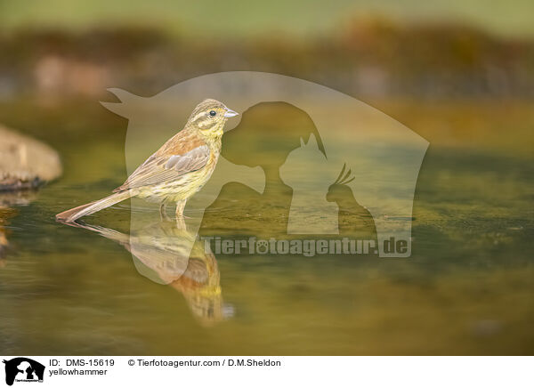Goldammer / yellowhammer / DMS-15619