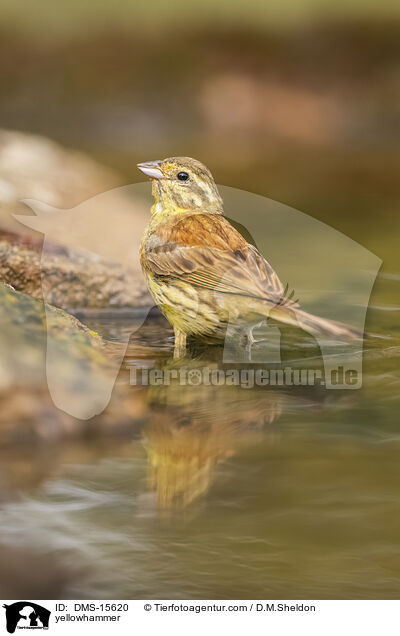 Goldammer / yellowhammer / DMS-15620