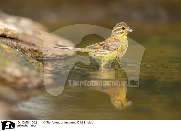Goldammer / yellowhammer / DMS-15621