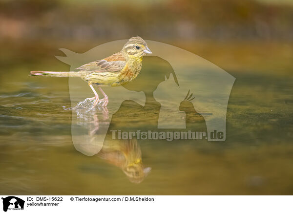 Goldammer / yellowhammer / DMS-15622