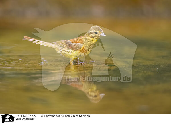 Goldammer / yellowhammer / DMS-15623