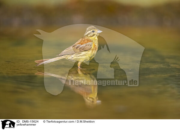 Goldammer / yellowhammer / DMS-15624
