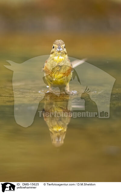 Goldammer / yellowhammer / DMS-15625
