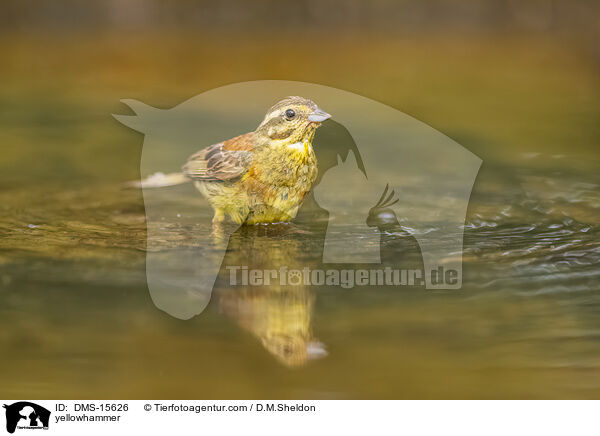 Goldammer / yellowhammer / DMS-15626