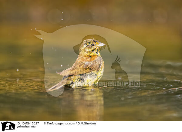 Goldammer / yellowhammer / DMS-15627