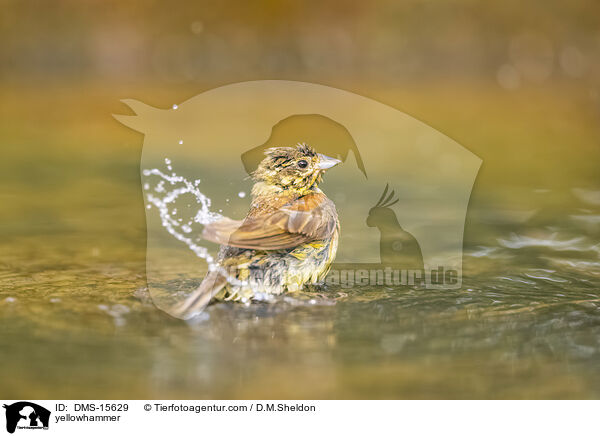Goldammer / yellowhammer / DMS-15629