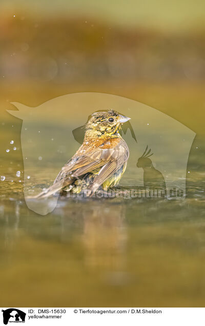 Goldammer / yellowhammer / DMS-15630