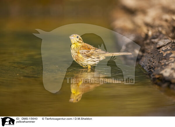 Goldammer / yellowhammer / DMS-15640