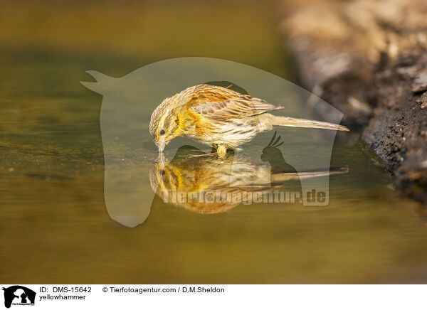Goldammer / yellowhammer / DMS-15642