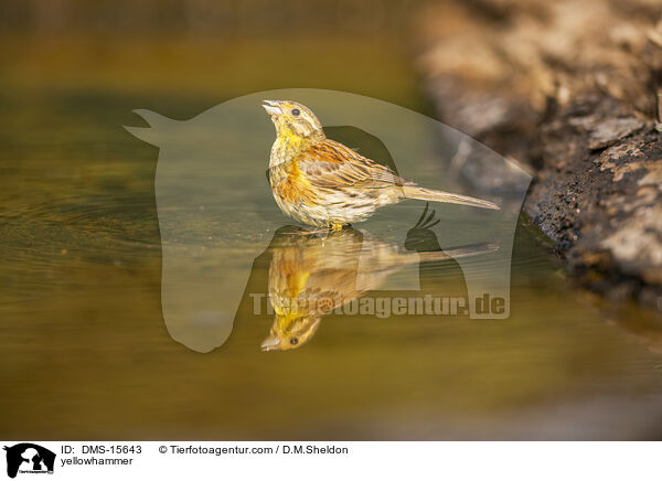 Goldammer / yellowhammer / DMS-15643