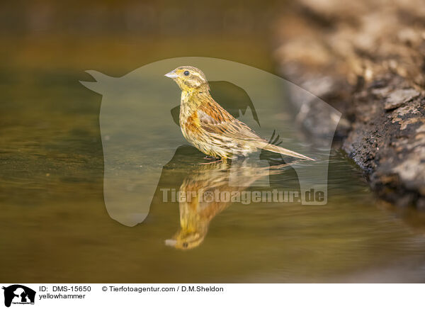 Goldammer / yellowhammer / DMS-15650
