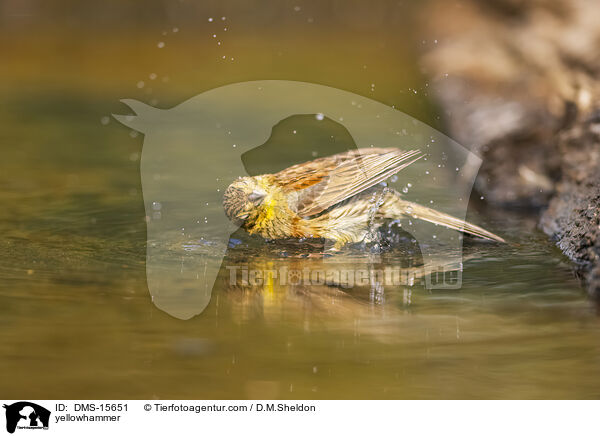 Goldammer / yellowhammer / DMS-15651