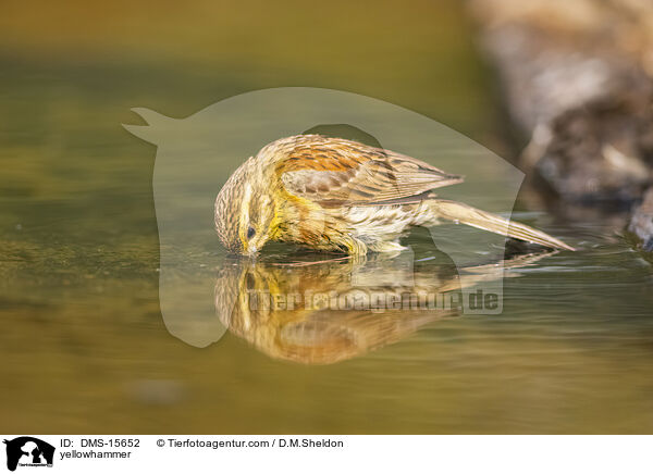 Goldammer / yellowhammer / DMS-15652