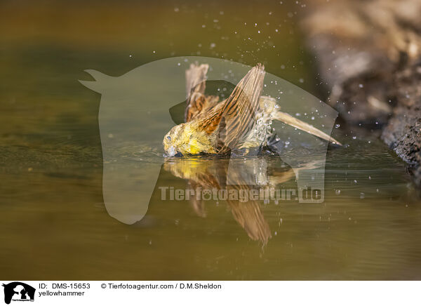 Goldammer / yellowhammer / DMS-15653