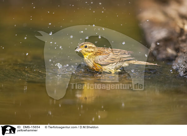Goldammer / yellowhammer / DMS-15654