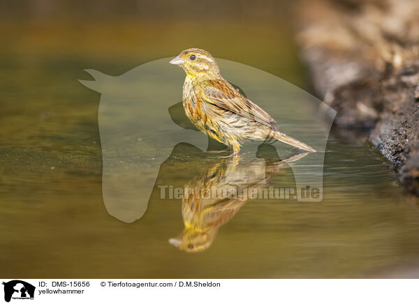Goldammer / yellowhammer / DMS-15656