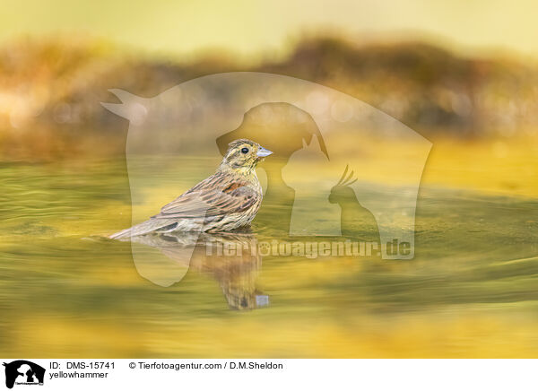 Goldammer / yellowhammer / DMS-15741