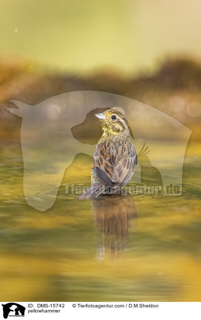 Goldammer / yellowhammer / DMS-15742
