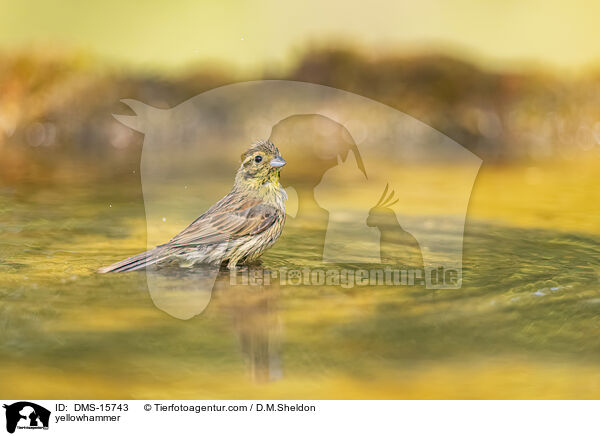 Goldammer / yellowhammer / DMS-15743