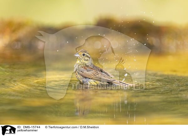 Goldammer / yellowhammer / DMS-15744