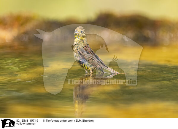 Goldammer / yellowhammer / DMS-15745