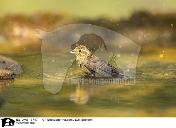 Goldammer / yellowhammer / DMS-15747