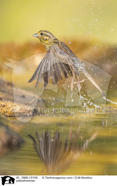 Goldammer / yellowhammer / DMS-15748