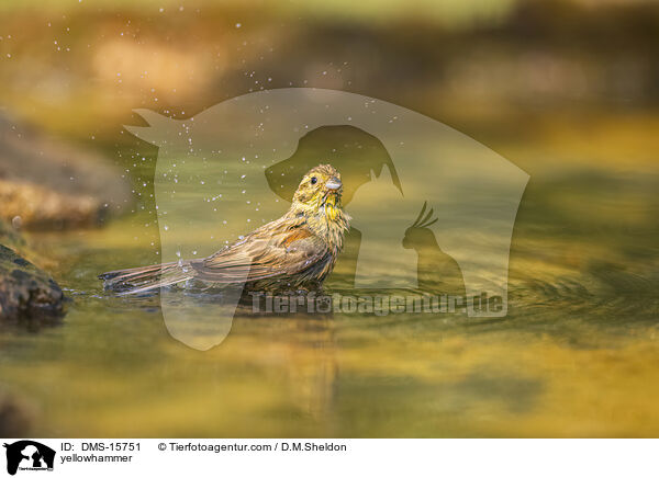 Goldammer / yellowhammer / DMS-15751