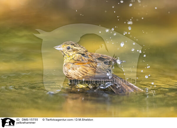Goldammer / yellowhammer / DMS-15755