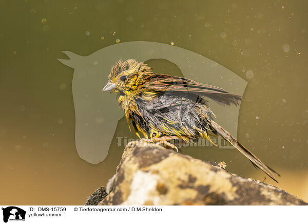 Goldammer / yellowhammer / DMS-15759