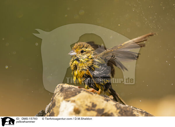 Goldammer / yellowhammer / DMS-15760