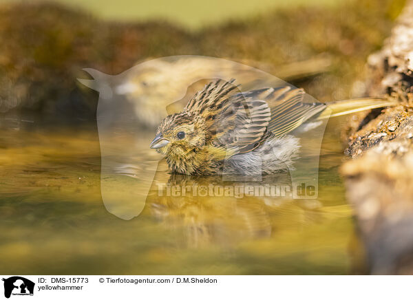 Goldammer / yellowhammer / DMS-15773