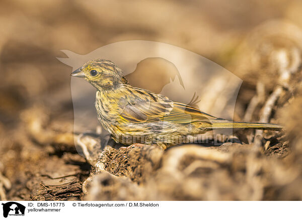 Goldammer / yellowhammer / DMS-15775