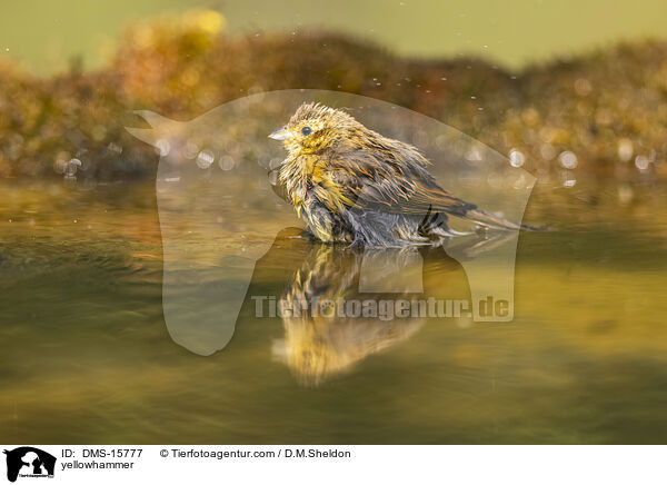 Goldammer / yellowhammer / DMS-15777
