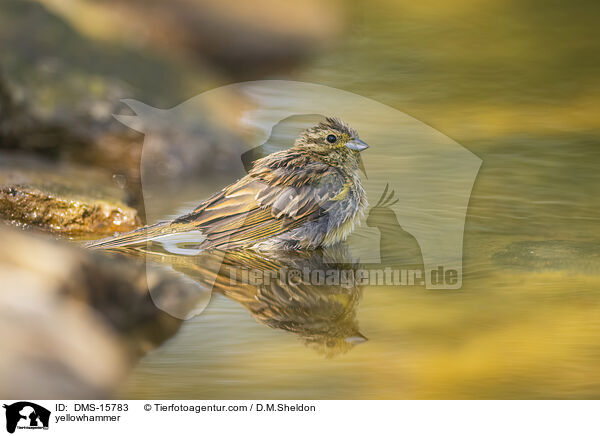 Goldammer / yellowhammer / DMS-15783