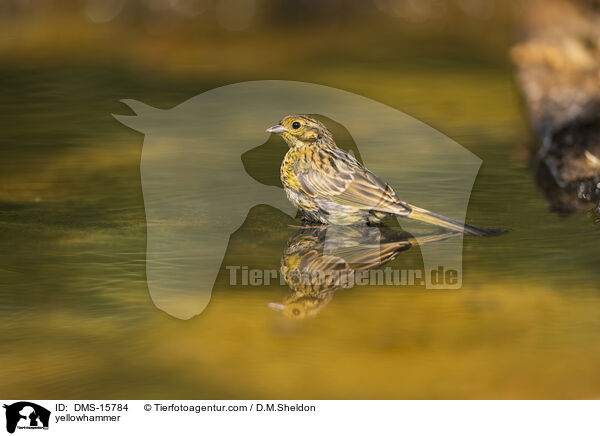 Goldammer / yellowhammer / DMS-15784