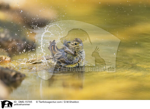 Goldammer / yellowhammer / DMS-15785