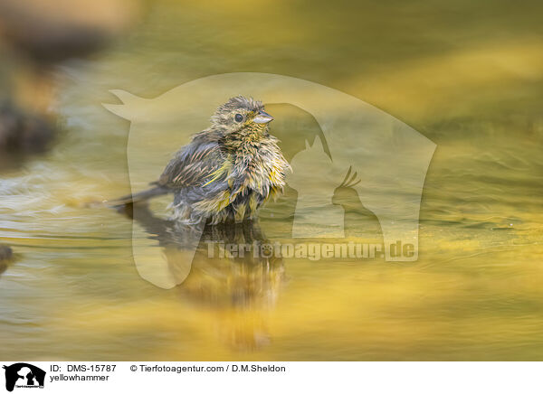 Goldammer / yellowhammer / DMS-15787