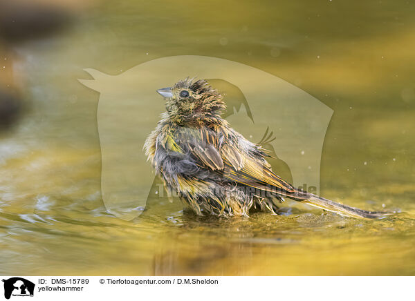 Goldammer / yellowhammer / DMS-15789